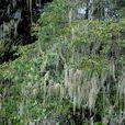女蘿(地衣類植物) 女蘿(地衣類植物)