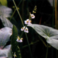 野慈姑(箭搭草) 野慈姑(箭搭草)