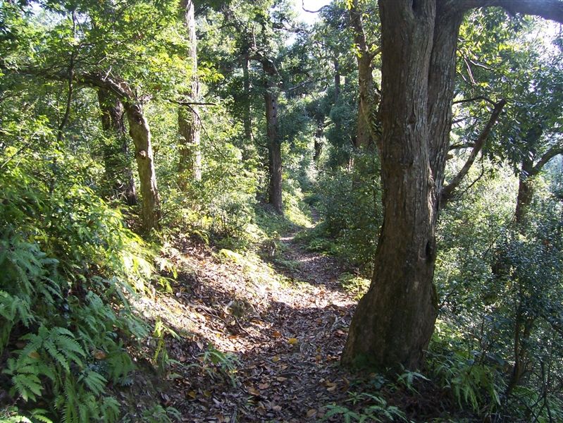 張山古道 張山古道
