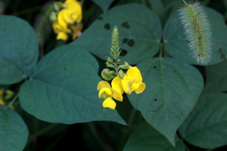 小油綠豆 小油綠豆