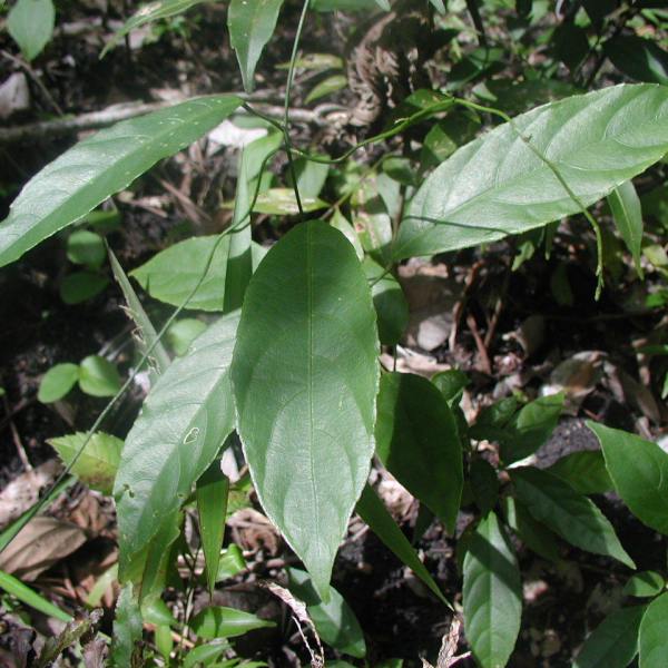 Plukenetia penninervia
