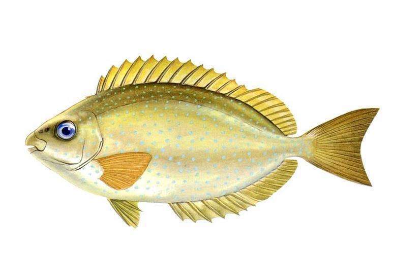 帶籃子魚 帶籃子魚