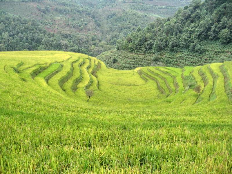 白玉景村的稻田