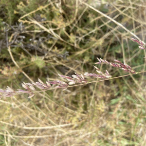 Ehrharta calycina
