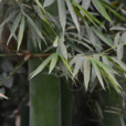 大綠竹