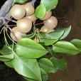 麻梨(黃皮梨)