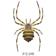 多色金蛛 多色金蛛