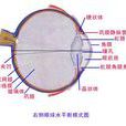 瞳仁 瞳仁