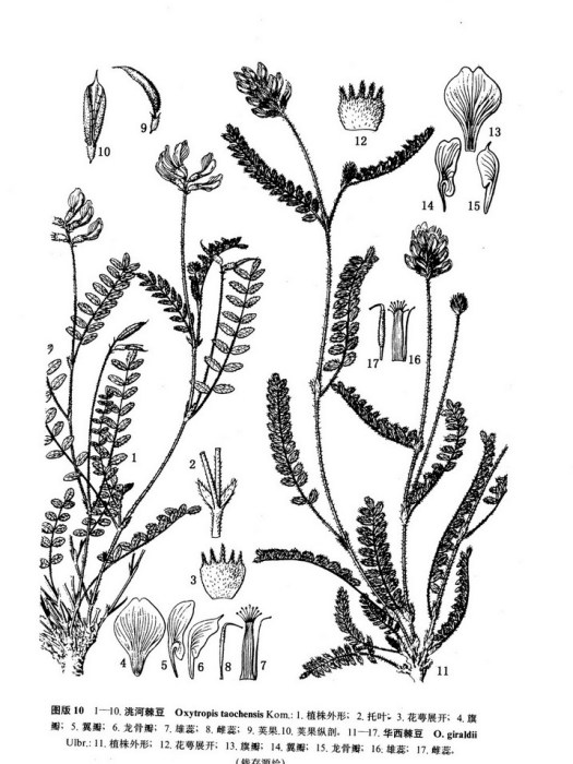 洮河棘豆 洮河棘豆