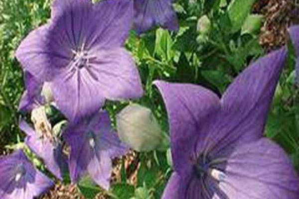 Platycodon grandiflorus \x27Sentimental Blue\x27 Platycodon grandiflorus \x27Sentimental Blue\x27