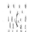 豎鹼茅 豎鹼茅