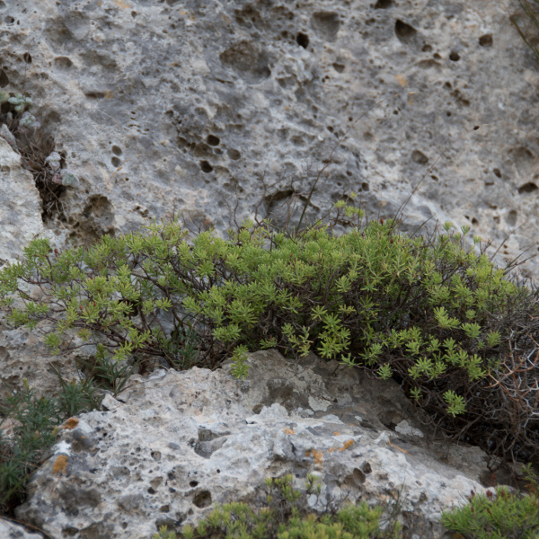 Hypericum amblyocalyx