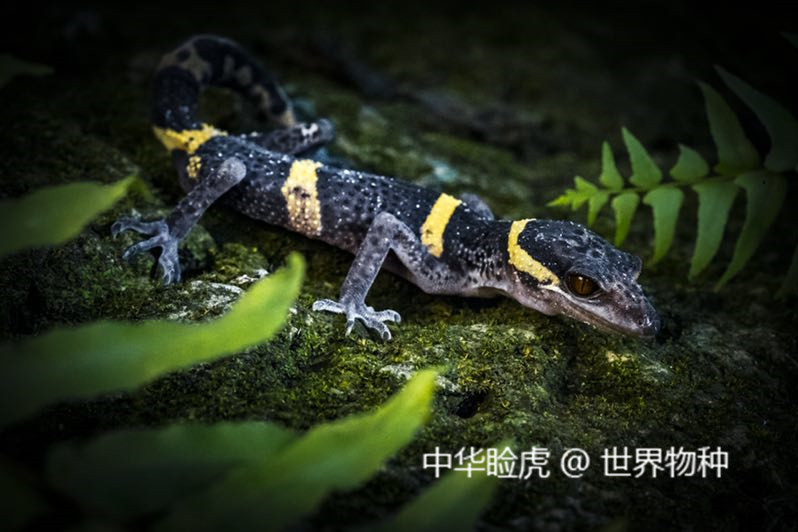 中華瞼虎