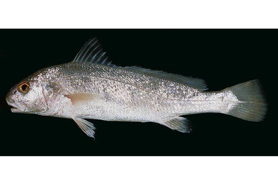 白條叫姑魚