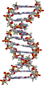 DNA結構