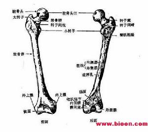 下肢骨及其連線