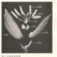 穎殼 穎殼