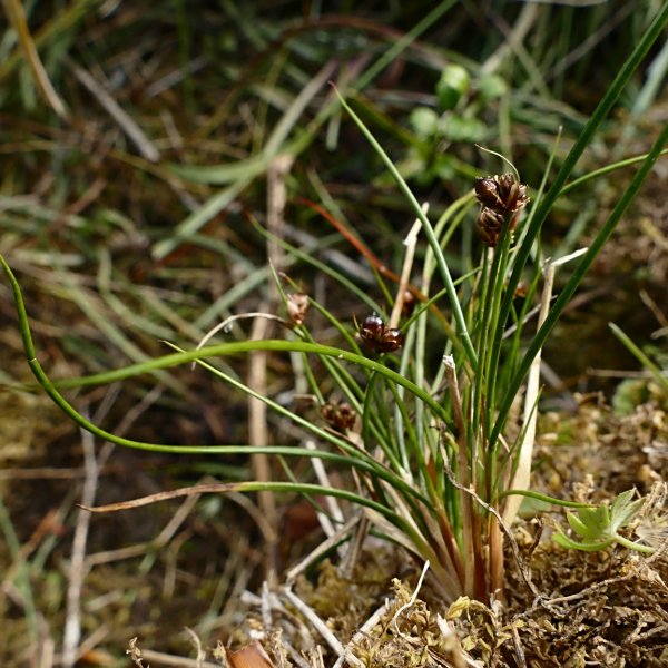 Juncus novae-zelandiae