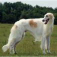 俄羅斯獵狼犬 俄羅斯獵狼犬