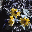 尼泊爾垂頭菊