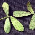 蒺藜狀苜蓿 蒺藜狀苜蓿