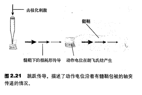 跳躍傳導 跳躍傳導