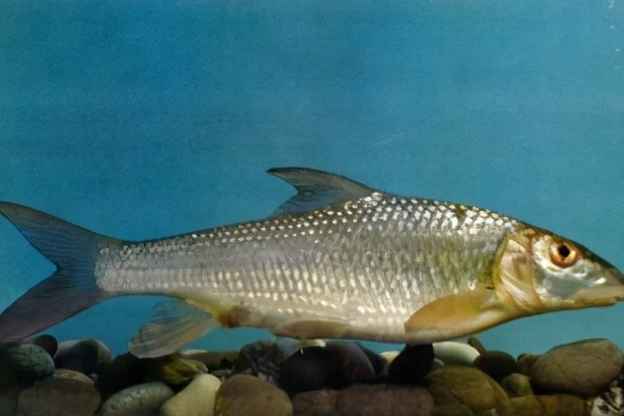 裂尻魚亞屬 裂尻魚亞屬