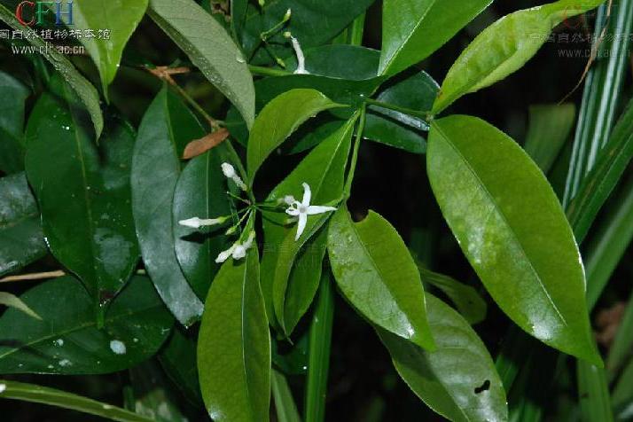 南山花 南山花