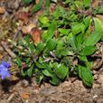 華南龍膽 華南龍膽