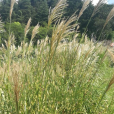 斑葉芒(班葉芒) 斑葉芒(班葉芒)
