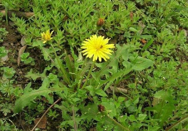 紅蒿枝(菊目菊科植物) 紅蒿枝(菊目菊科植物)