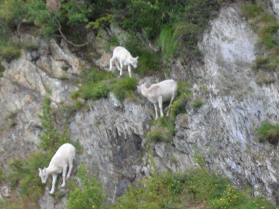 懸崖上的山羊