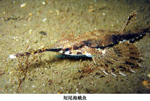 短尾海蛾魚