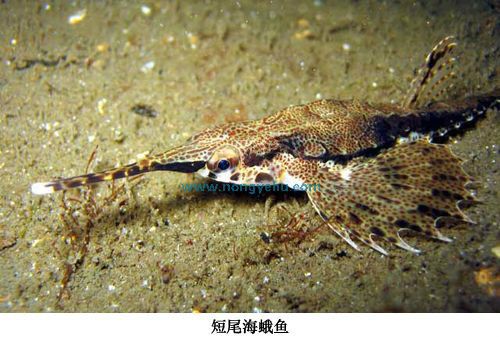 短尾海蛾魚 短尾海蛾魚