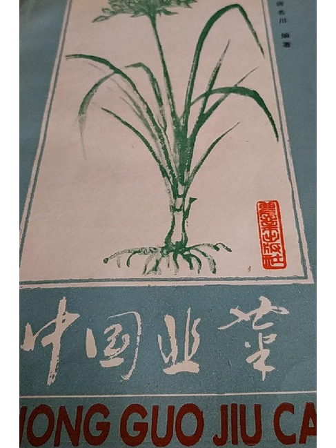 中國韭菜 中國韭菜