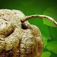 泰國野葛根