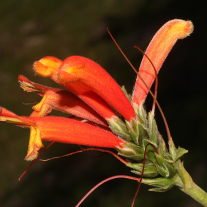 Aphelandra acanthifolia