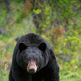 美洲黑熊(北美黑熊)