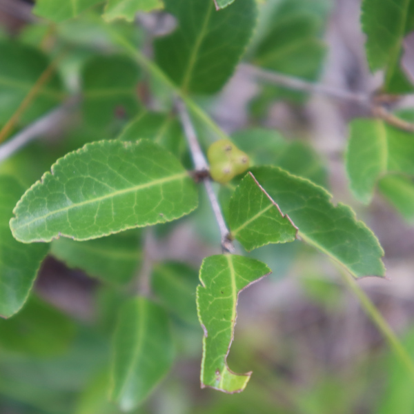 Choriceras tricorne