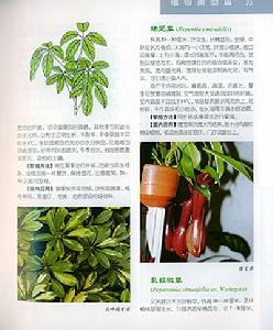 《室內裝飾植物設計與範例》