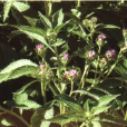 驅蟲斑鳩菊(中藥) 驅蟲斑鳩菊(中藥)