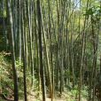 多葉井岡竹 多葉井岡竹