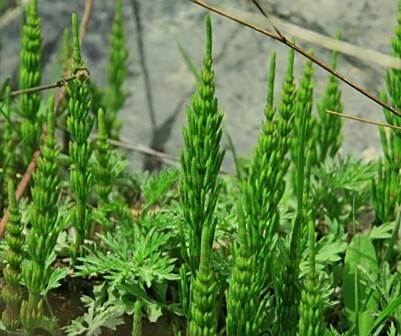 禾胎草 禾胎草