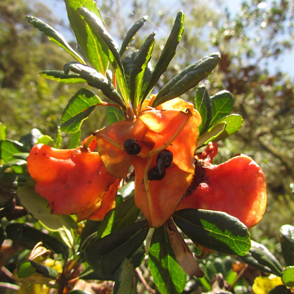 Crinodendron brasiliense