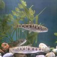 馬蘇麻哈魚 馬蘇麻哈魚