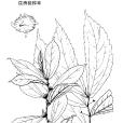 漾濞樓梯草 漾濞樓梯草