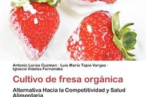 Cultivo de Fresa Org Nica Cultivo de Fresa Org Nica