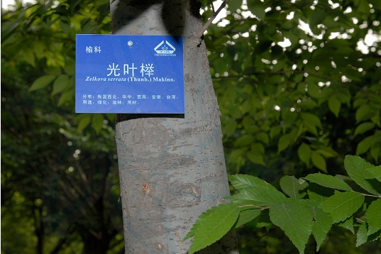 光葉櫸XS 光葉櫸XS
