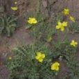 滇禿瘡花 滇禿瘡花