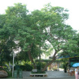 象耳豆 象耳豆